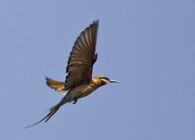 039 - Blue-tailed Bee-eater