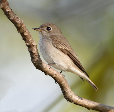 ::Asian Brown Flycatcher::