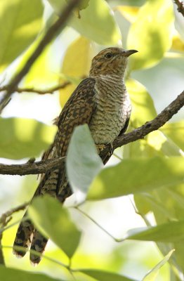Plaintive Cuckoo(female)