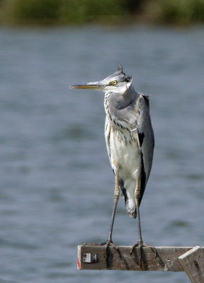 Grey Heron