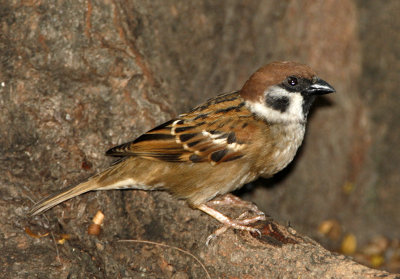 063 - Eurasian Tree Sparrow