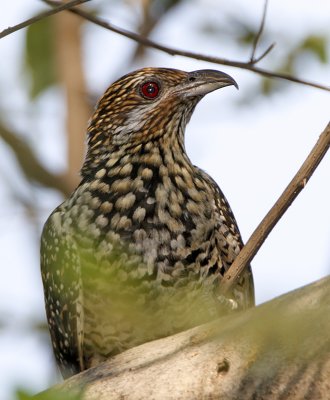 050 - Asian Koel (female)