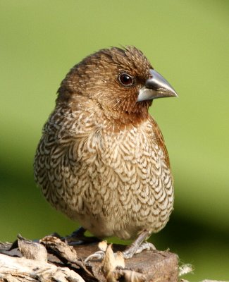 Scaly-breasted Munia