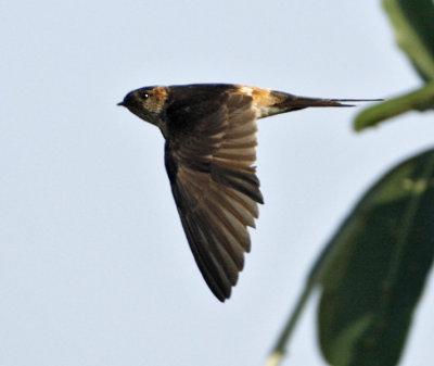 127 - Red-rumped Swallow