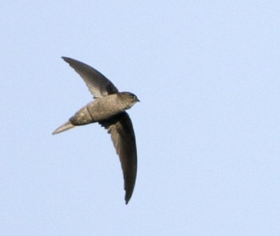 128 - Asian Palm Swift