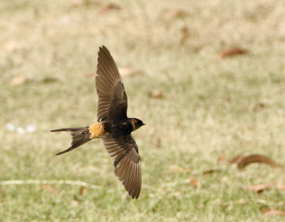 127 - Red-rumped Swallow