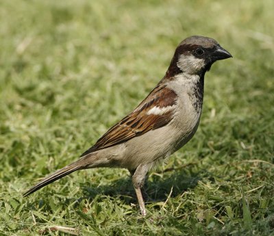 129 - House Sparrow (adult)
