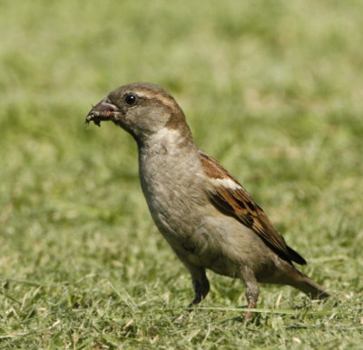 129 - House Sparrow (juvenile)