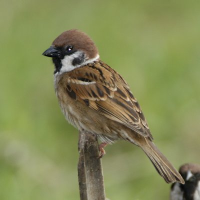 Eurasian Tree Sparrow