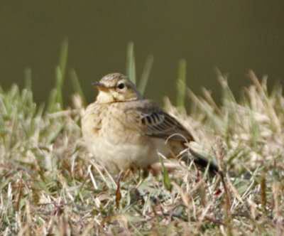 Pipit, Paddyfield or Richard's