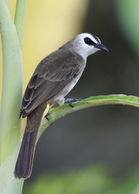Yellow-vented Bulbul