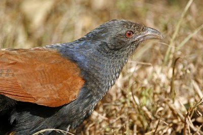132 - Greater Coucal (juvenile)