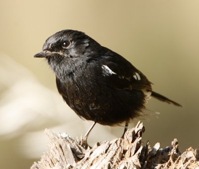 134 - Pied Bushchat (male)