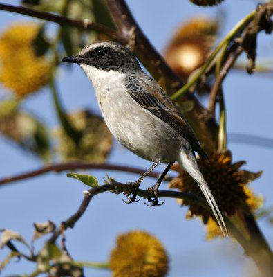 133 - Grey Bushchat (male breeding)