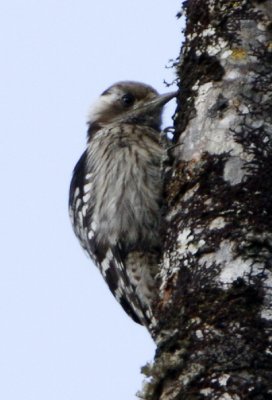 ::Grey-capped Pygmy Woodpecker::