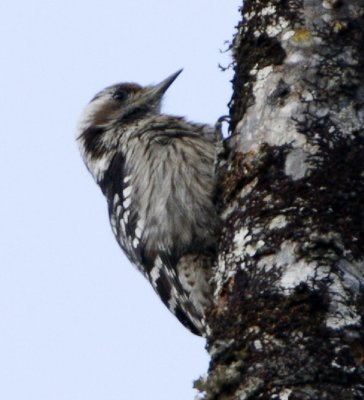 140 - Grey-capped Pygmy Woodpecker