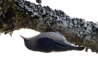 141 - Velvet-fronted Nuthatch