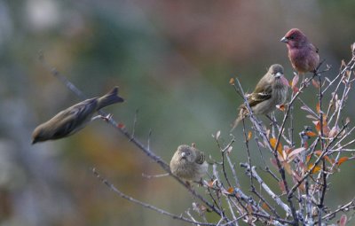 147 - Common Rosefinch