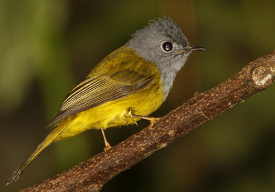 153 - Grey-headed Canary Flycatcher