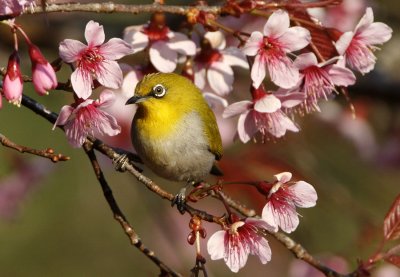 Oriental White-eye