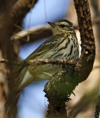 161 - Olive-backed Pipit