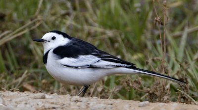 162 - White Wagtail