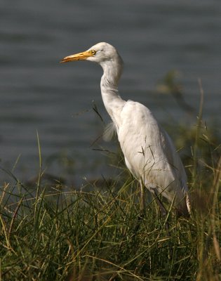 167 - Cattle Egret