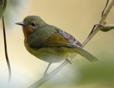 179 - Ruby-cheeked Sunbird -  female