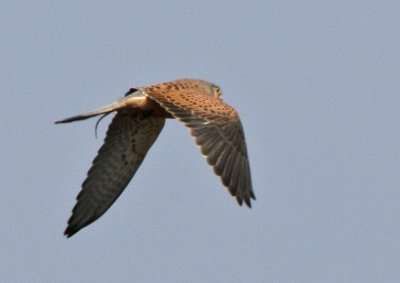 Common Kestrel