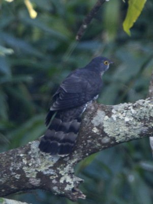 181 - Large Hawk Cuckoo