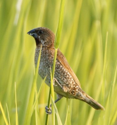 Scaly Breasted Munia