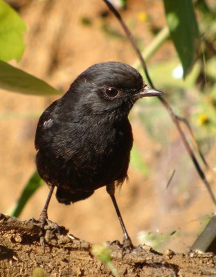 Pied Bushchat (male)