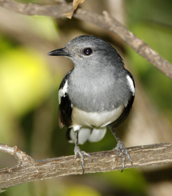 Oriental Magpie Robin (female)