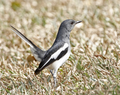 Oriental Magpie Robin (female)