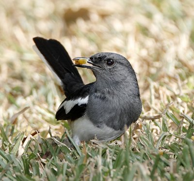 Oriental Magpie Robin (female)