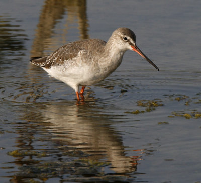 188 - Spotted Redshank
