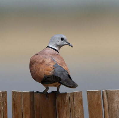 168 - Red-collared Dove (male)