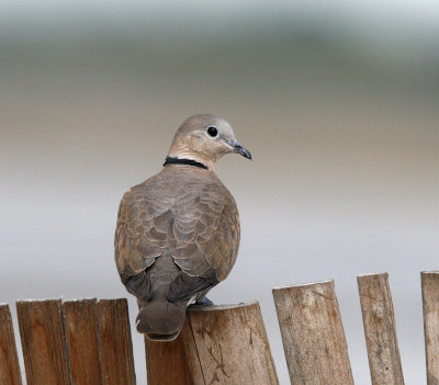 168 - Red-collared Dove (female)