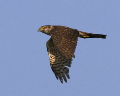 Shikra (juvenile)