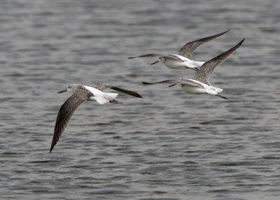 193 - Common Greenshank ?