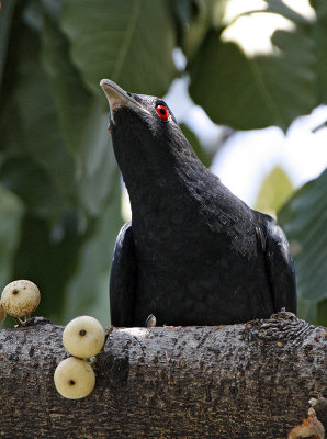 Asian Koel (male)