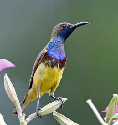 Olive-backed Sunbird (male)