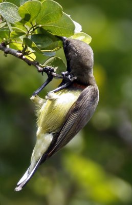 Olive-backed Sunbird (male)