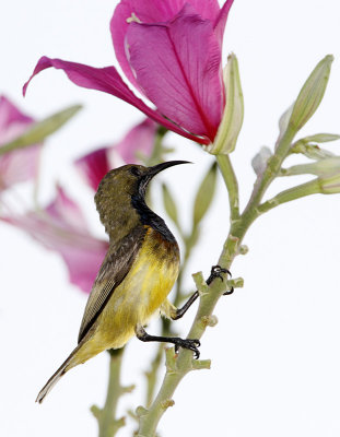 Olive-backed Sunbird (male)