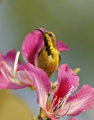 Olive-backed Sunbird (male, eclipse)