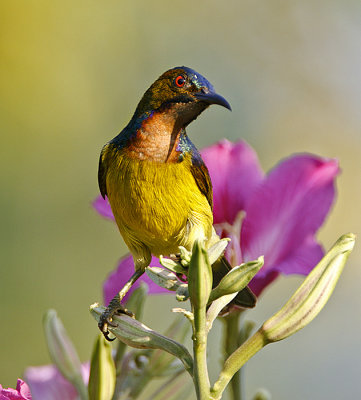 Brown-throated Sunbird (male)
