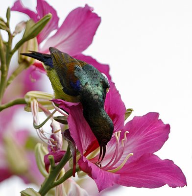 Brown-throated Sunbird (male)