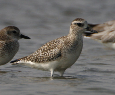 195 - Pacific Golden Plover