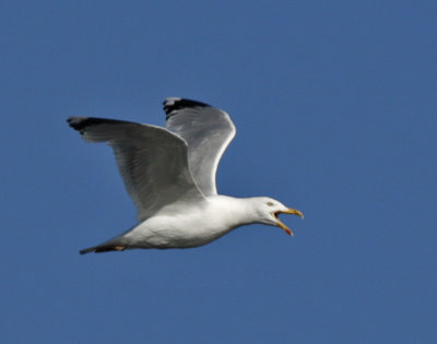 European Herring Gull / Grtrut