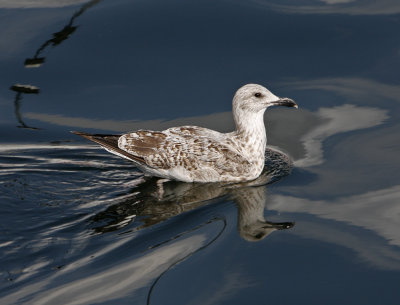 Herring Gull (juvenile, 2nd winter)/ Grtrut